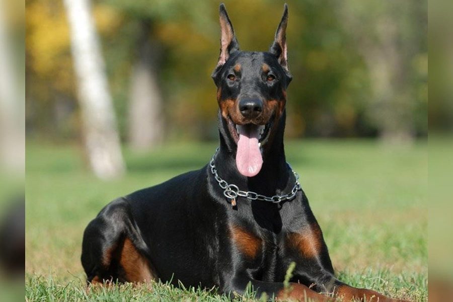 Finding Your Perfect Companion: How to Choose Reputable European Doberman Breeders