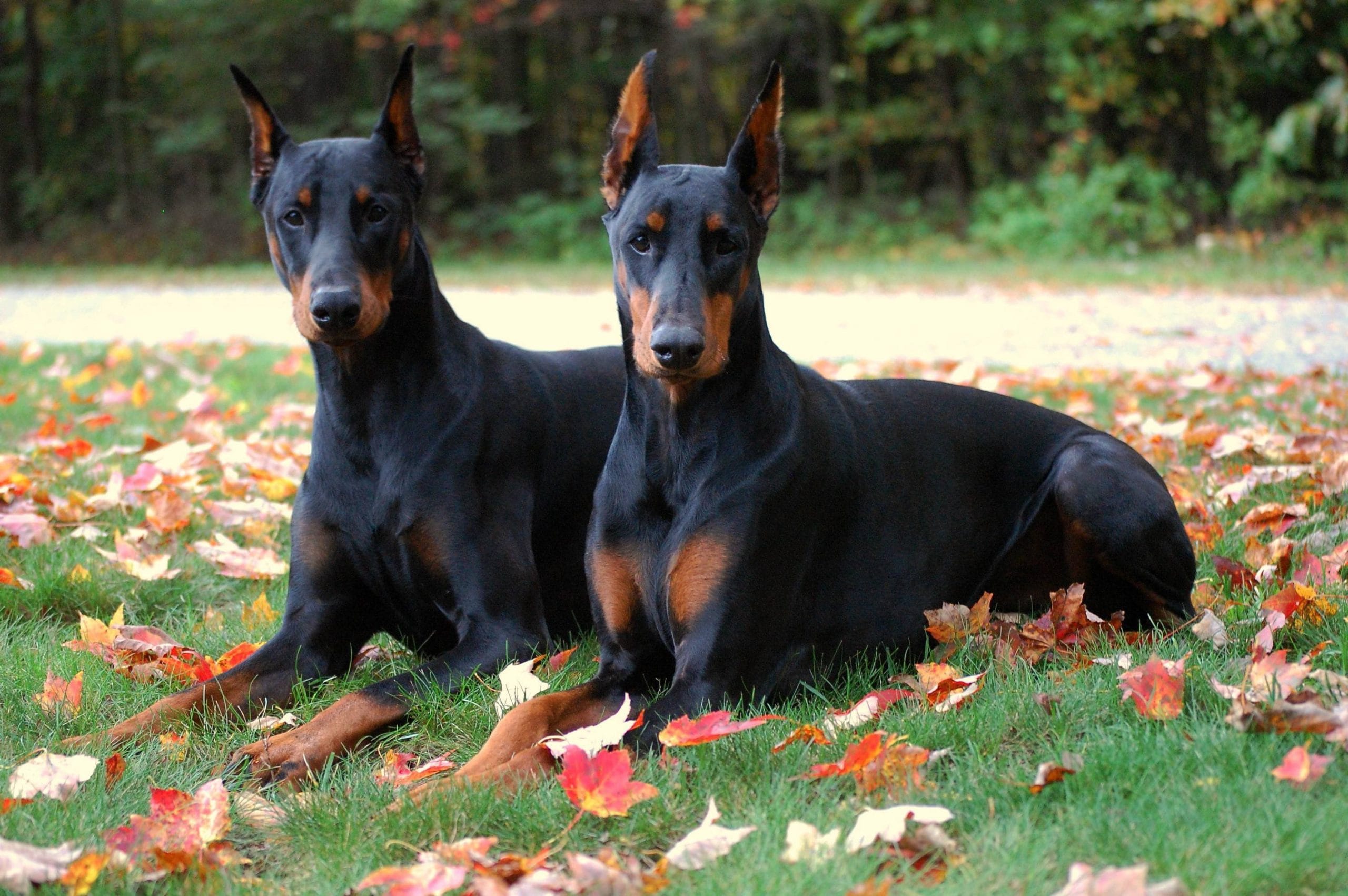 Showcasing Our European Doberman Stud in Western Tennessee