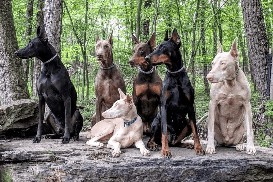 Find Out the Best Doberman Puppies for Sale in Virginia