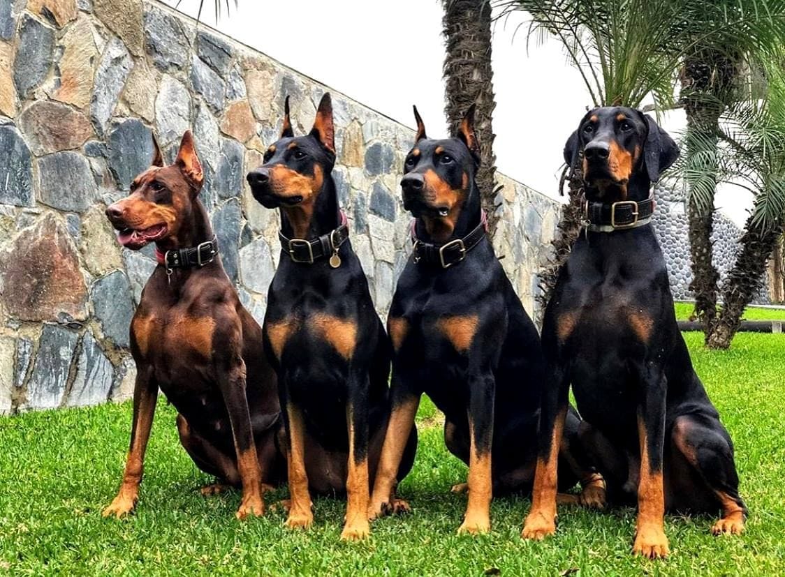 How to Spot Red Flags When Choosing Doberman Breeders in Kentucky