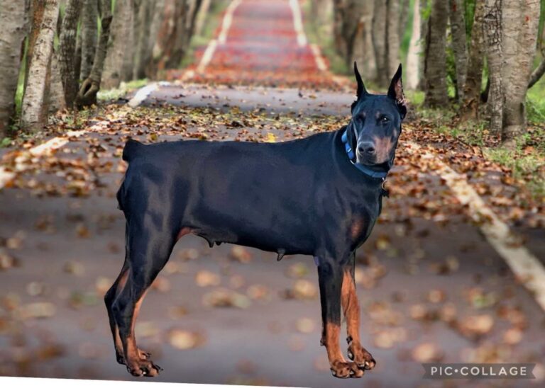 Doberman Breeders in Texas Legendary European Dobermans