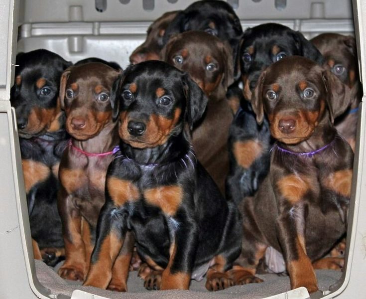 Where Can I Find Doberman Puppies for Sale?