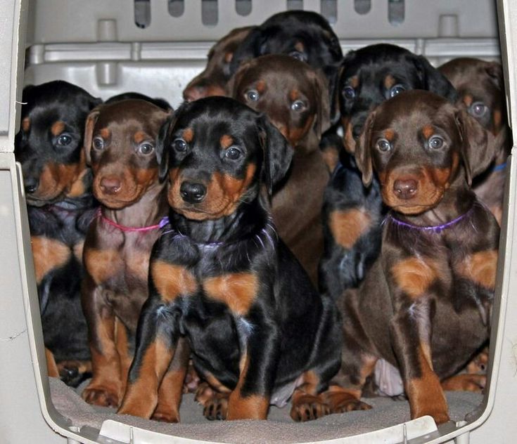 Where Can I Find Doberman Puppies for Sale?
