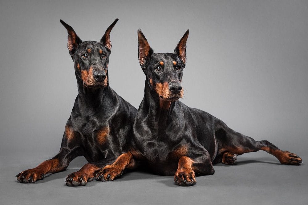 The Hidden Secrets of Responsible Doberman Breeders