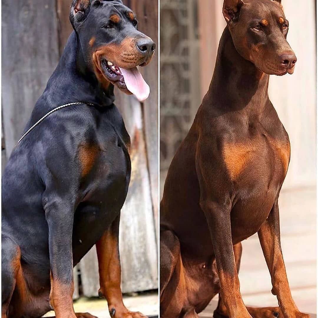 European vs. American Doberman: Factors to Consider Between European and American Bloodlines