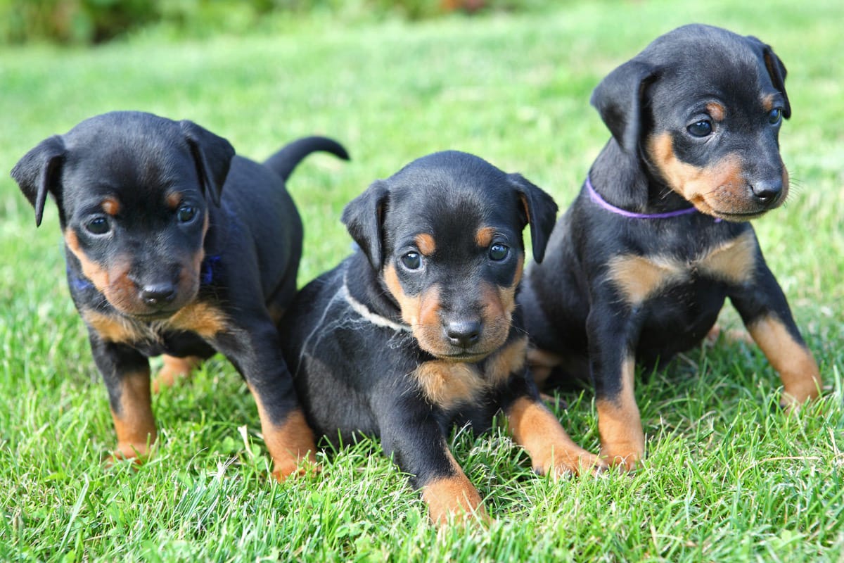 Buy Playful Doberman Puppies for Sale in Western Tennessee