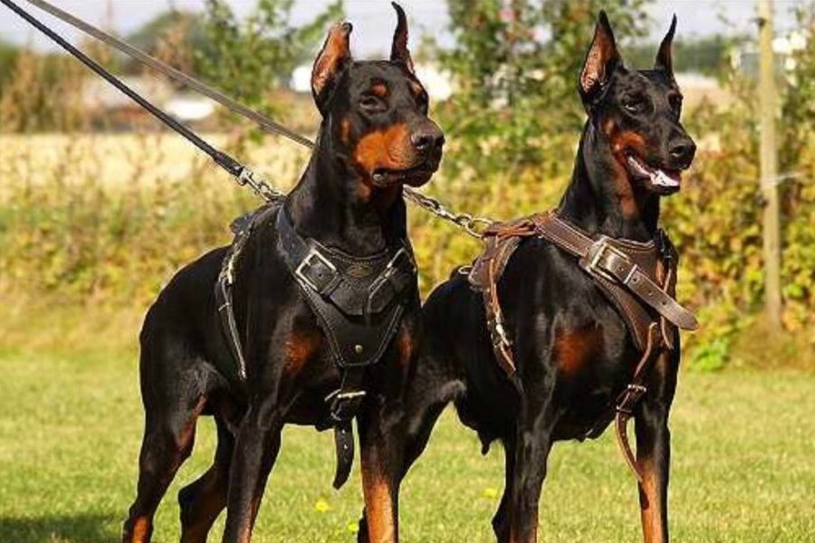 Finding Your Perfect Companion A Guide on Where to Buy Doberman Puppies