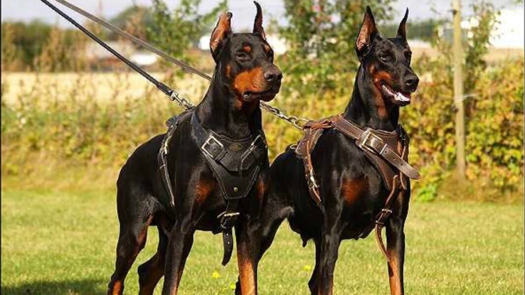 Finding Your Perfect Companion A Guide on Where to Buy Doberman Puppies