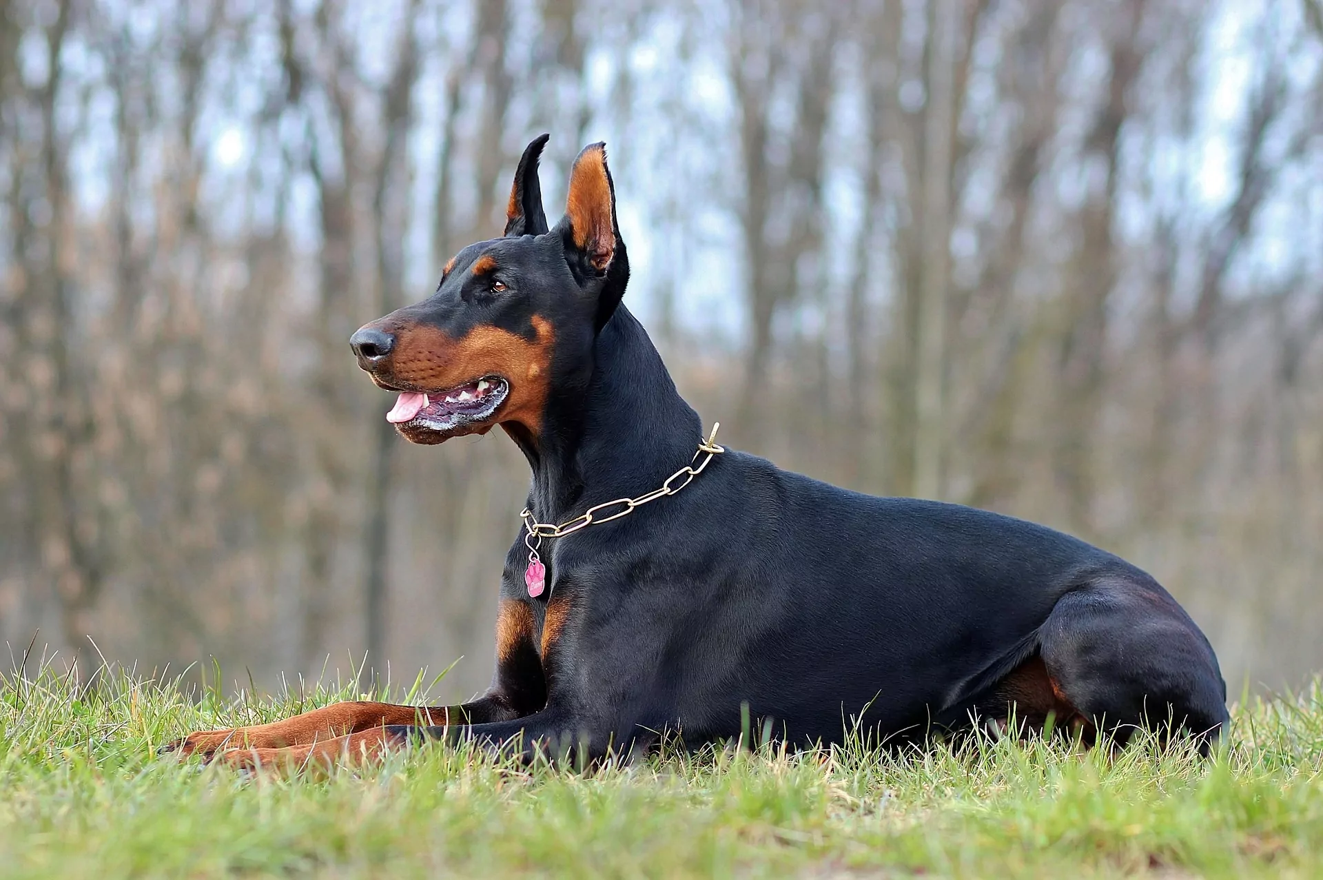 A Journey of Finding the Best Doberman Breeders in Kentucky
