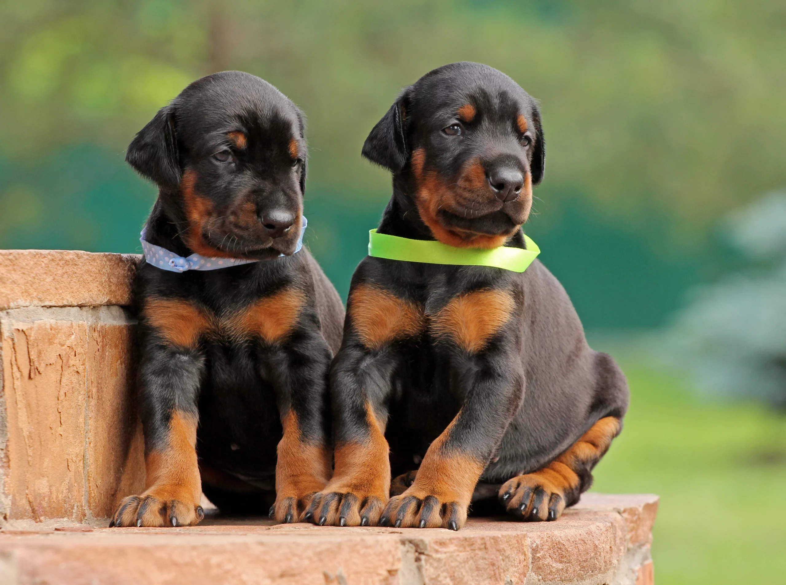 Adopt the Best Doberman Puppies for Sale in Arkansas
