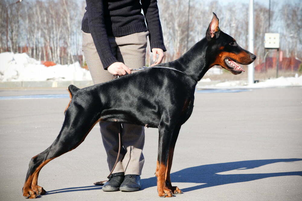 From Puppies to Protectors: Navigating Doberman Breeders in Alabama