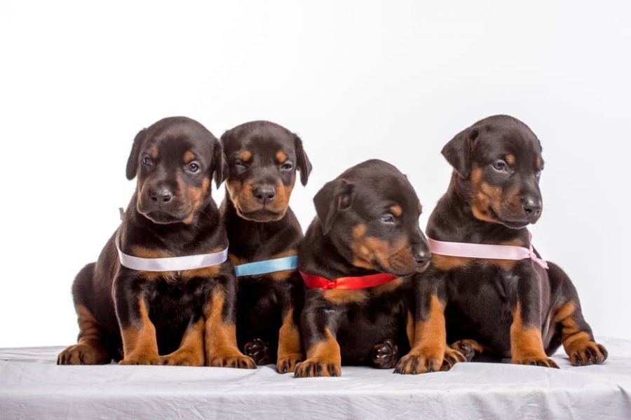 What Should You Consider Before Buying a Doberman Puppy in Virginia?