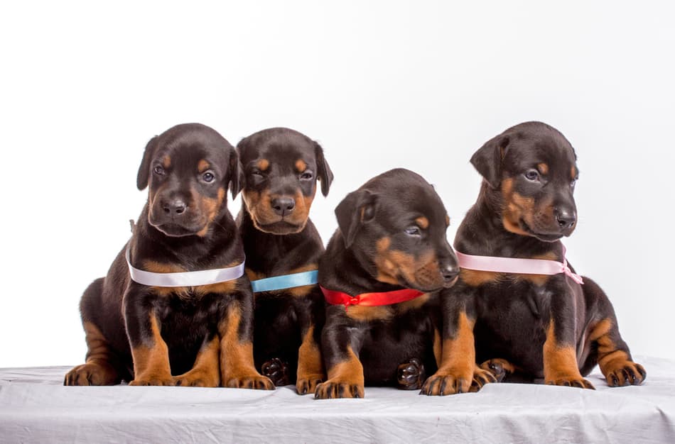 What Should You Consider Before Buying a Doberman Puppy in Virginia?