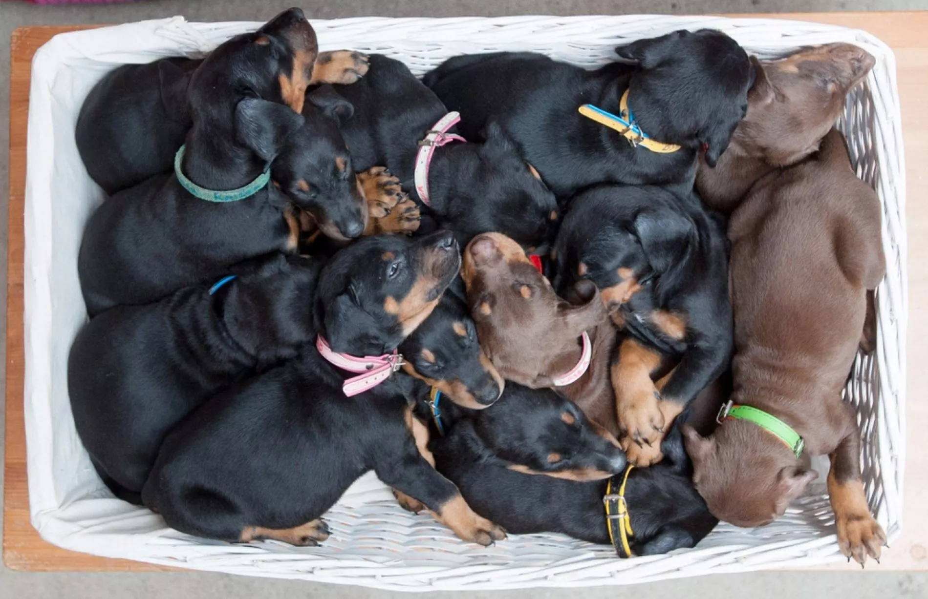 Finding your Companion With the Best Doberman Puppies for Sale Memphis TN