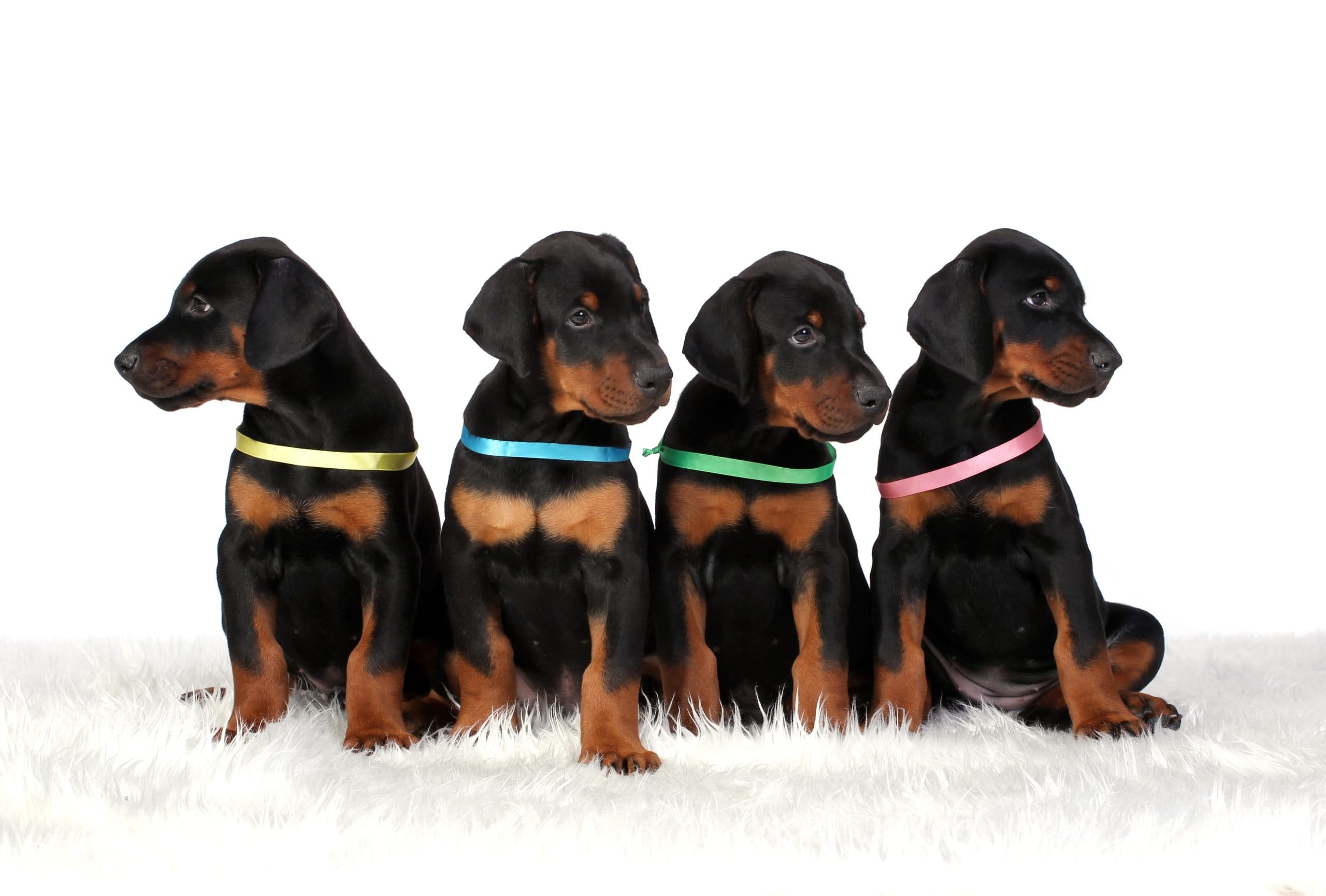 How Do Doberman Puppies for Sale Make Great Family Pets?
