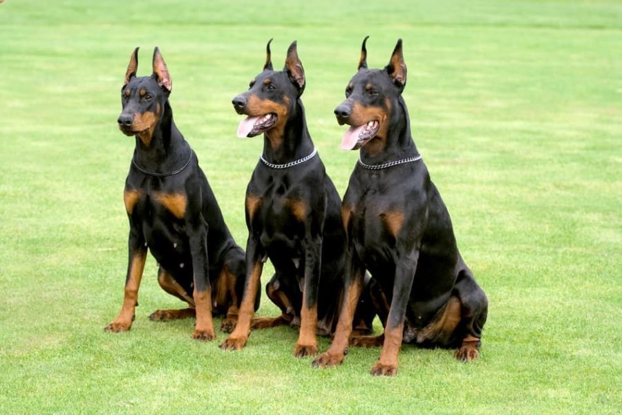 What distinguishes European Dobermans from other Doberman breeds, and why are they sought after in Texas