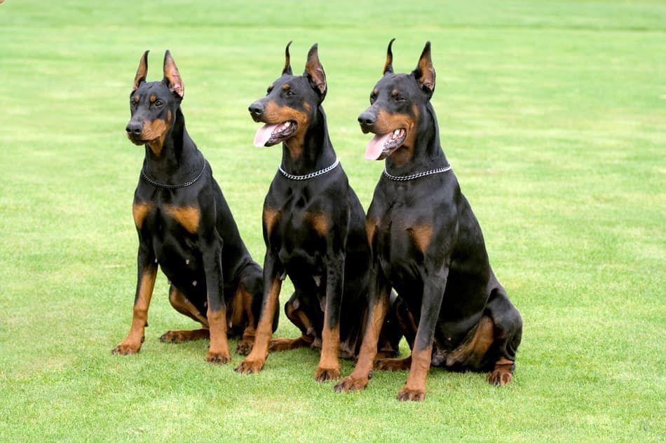 What distinguishes European Dobermans from other Doberman breeds, and why are they sought after in Texas