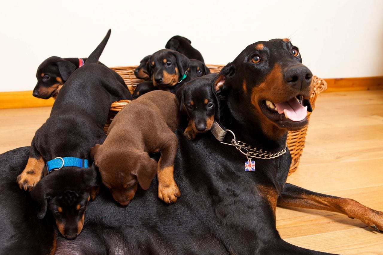 Paw-some Doberman Puppies for Sale in Pennsylvania