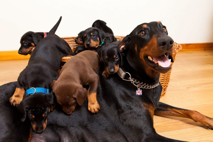 What Should prospective Buyers Consider When Looking for Doberman Puppies for Sale in Virginia