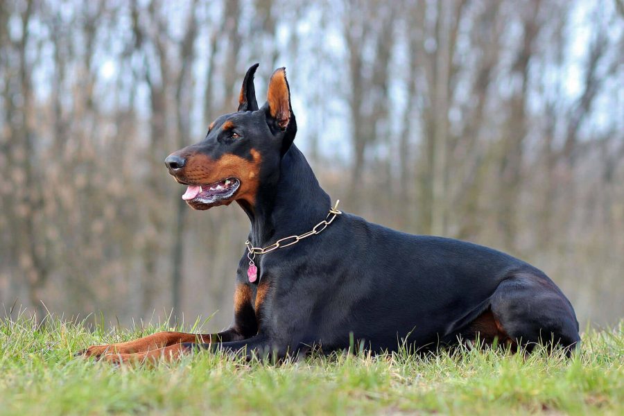 Can you Explain the Differences Between European Dobermans and American Dobermans for Potential Buyers in Texas?