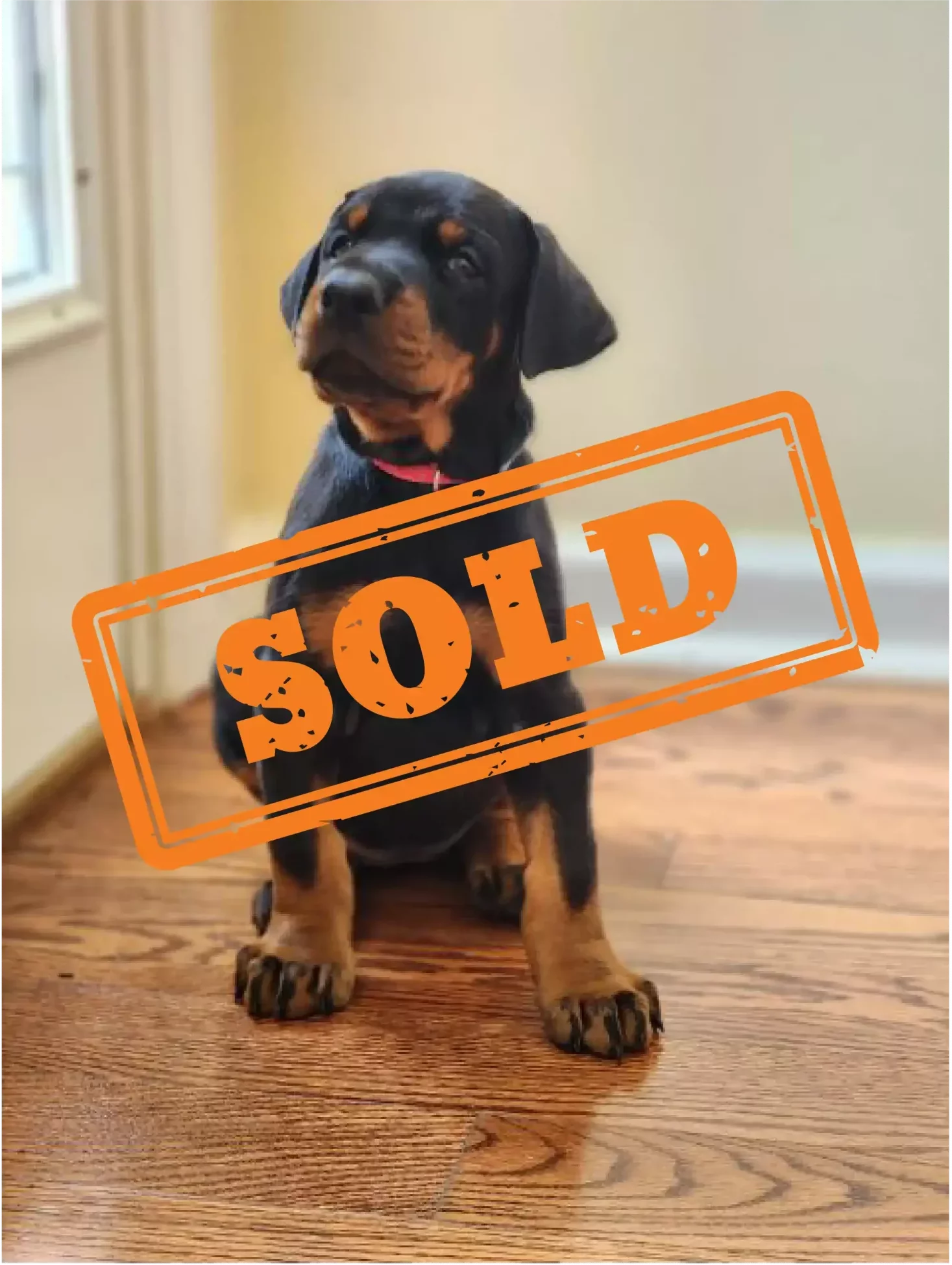 European Doberman Puppies for Sale Pinscher Puppies for Sale