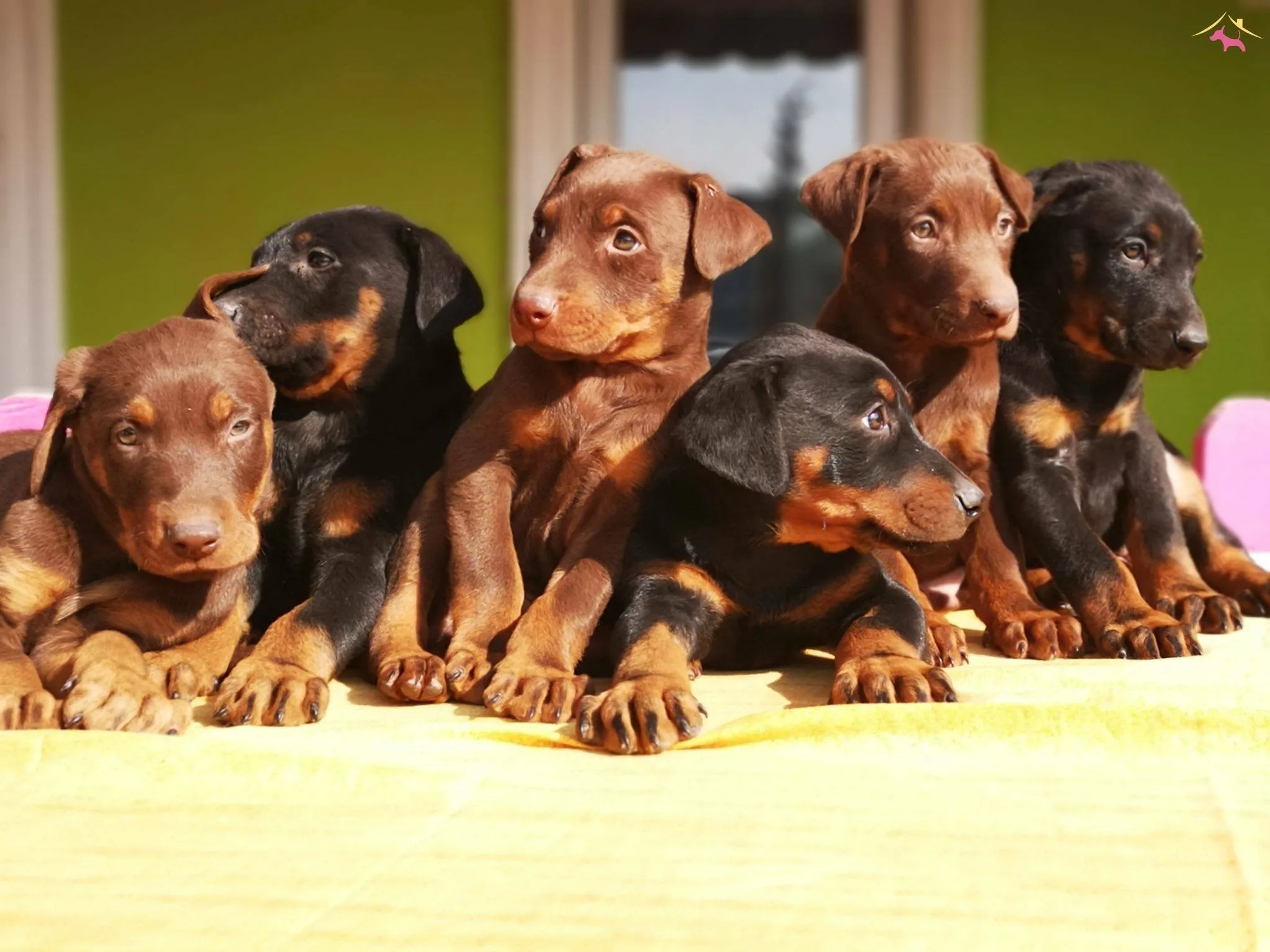 Find Your Favorite Doberman Puppies for Sale in Virginia