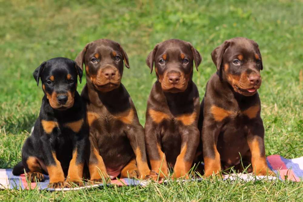The Local Guide to European Doberman Puppies for Sale