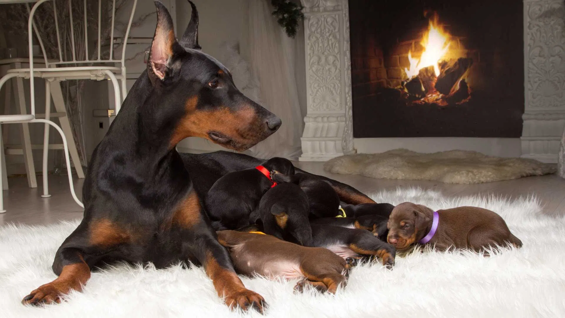 The Legacy and Heritage of Doberman Breeders in Missouri