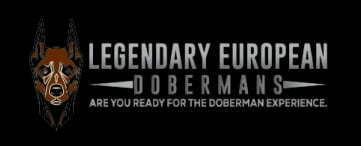 Legendary European Dobermans