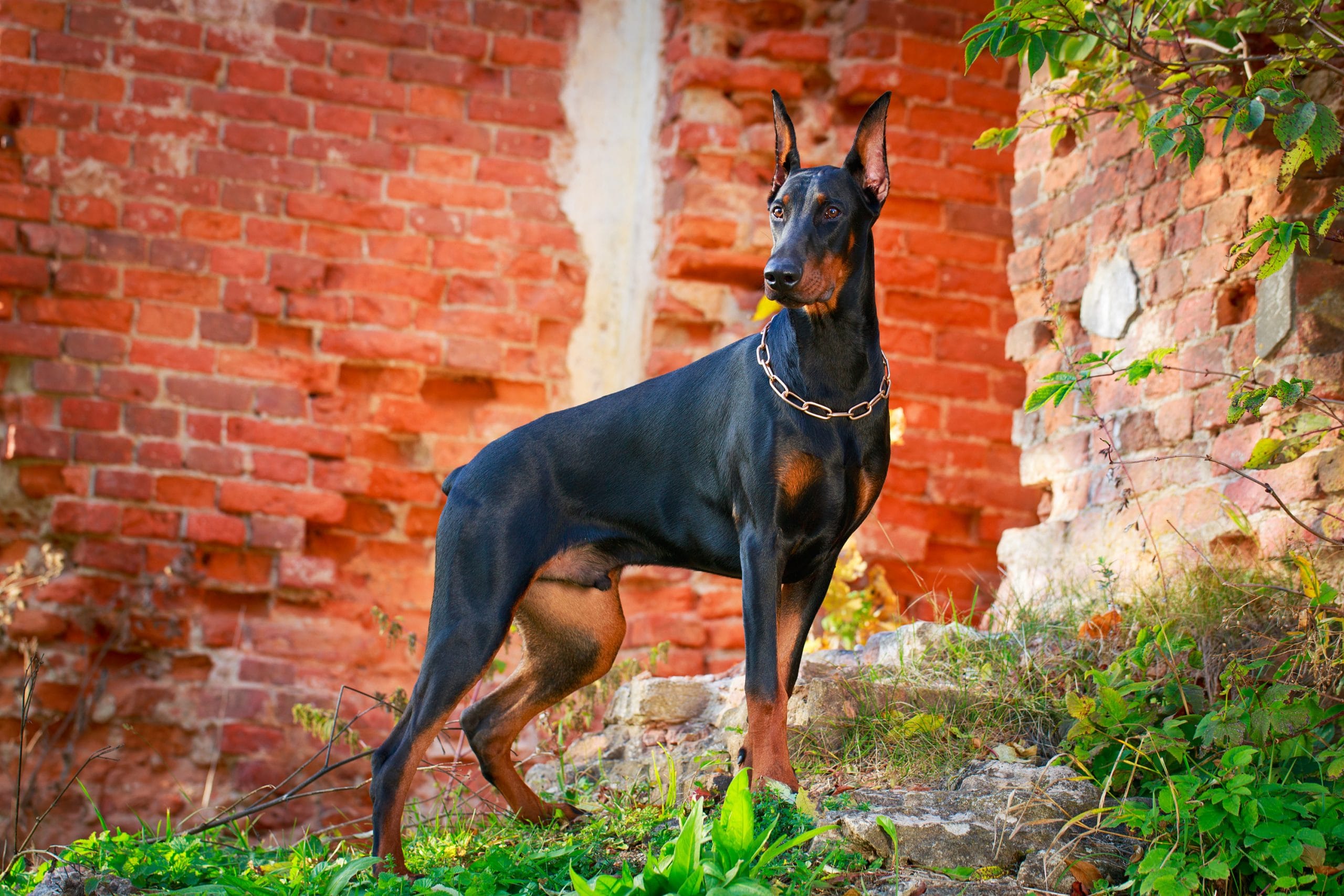 Grab Amazing Deals on Purebred Doberman Puppies for Sale Now