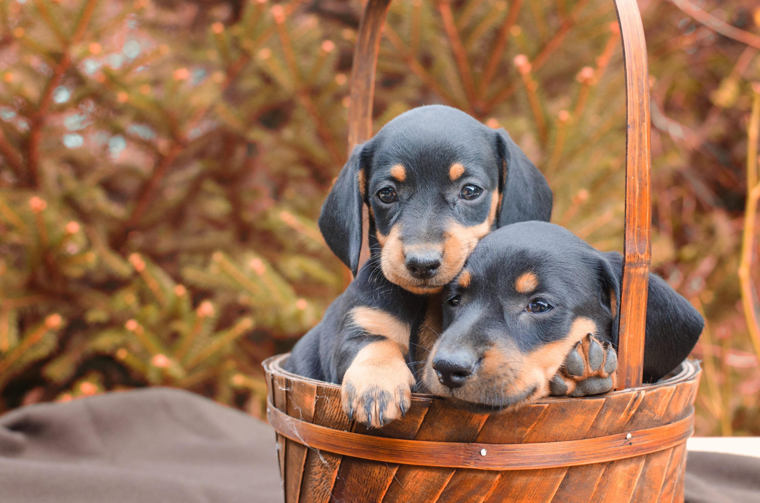 Buying Doberman Puppies for Sale in Mississippi, Made Easier