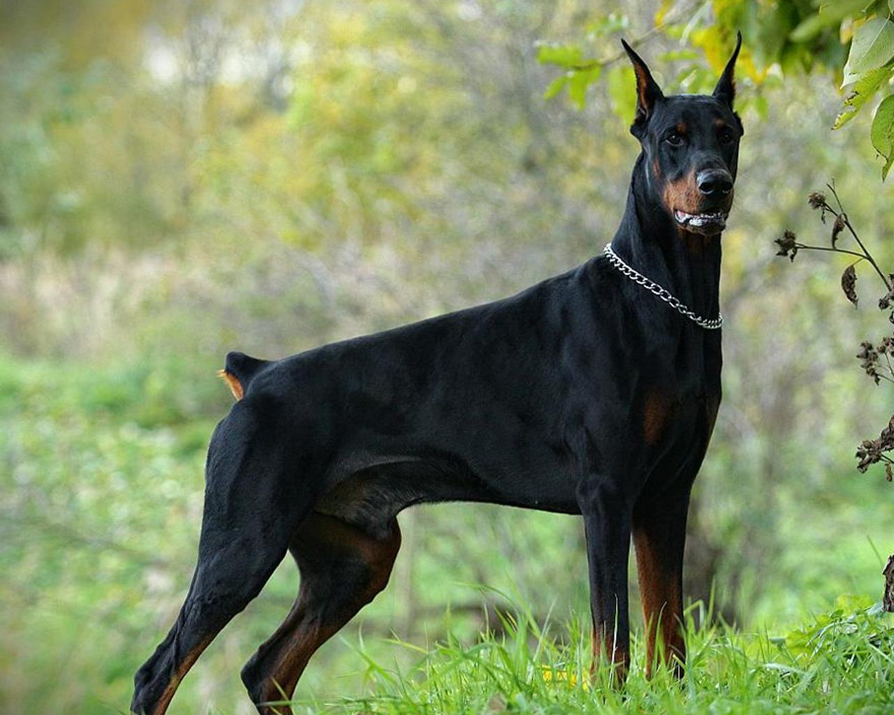 What Makes Us The Best European Doberman Breeders in Texas?