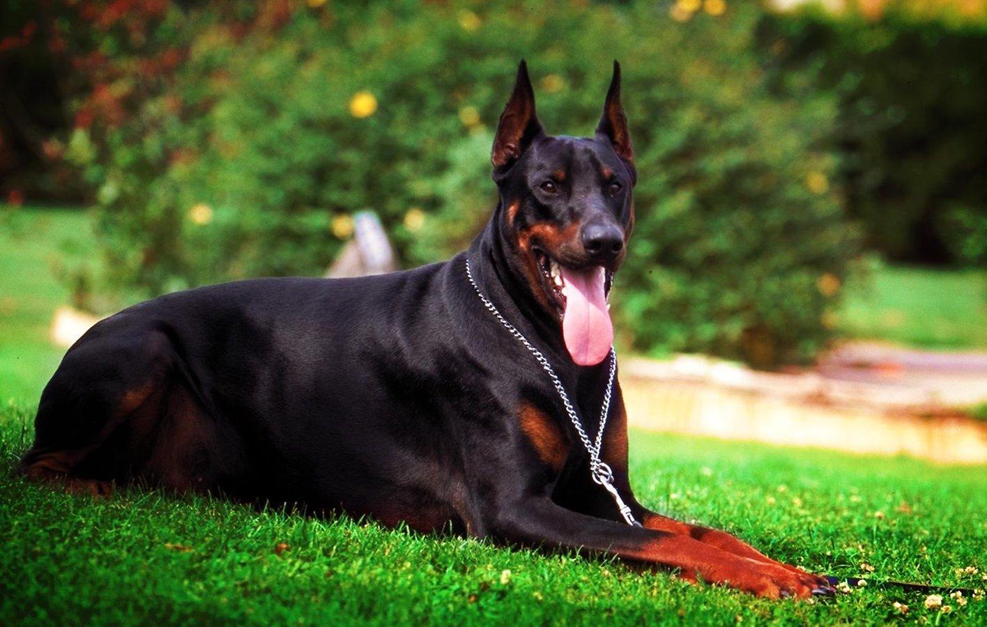 Bring Home Doberman Puppies for Sale in Virginia