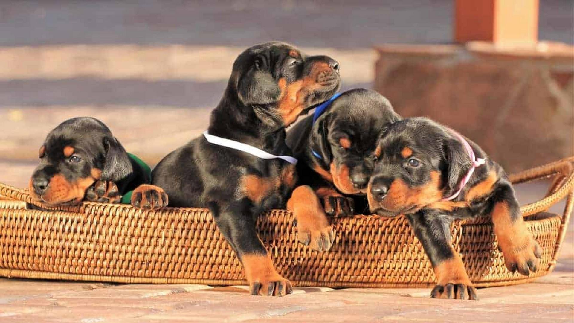 Bring Home Doberman Puppies for Sale in Mississippi Today