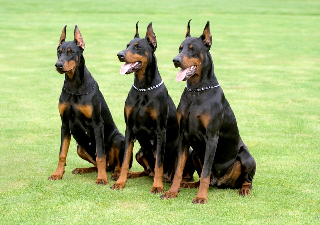 Connecting with Doberman Stud Service in Western Tennessee