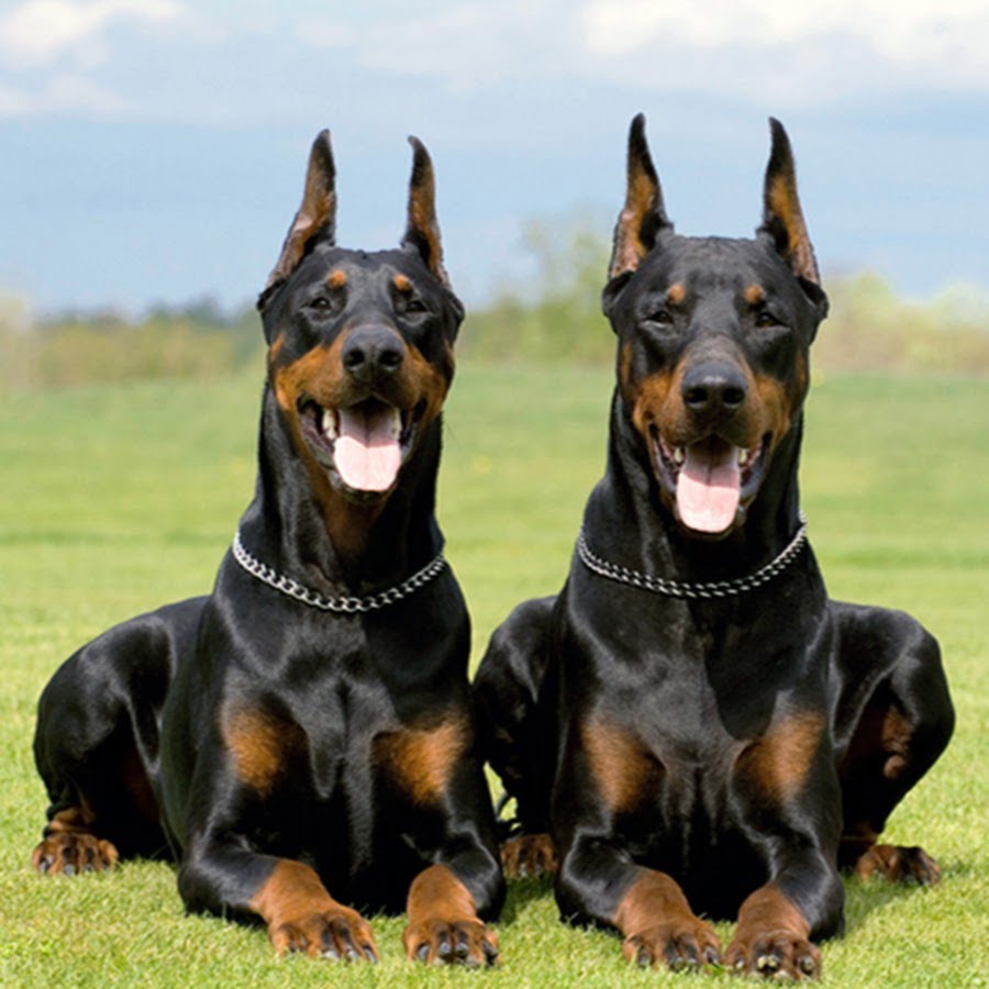 What Should You Look for in Doberman Breeders in Kentucky?