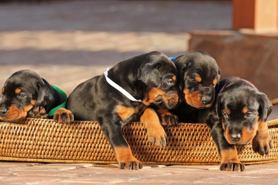 What are the Key Considerations for Individuals Interested in Purchasing Doberman Puppies in Virginia?