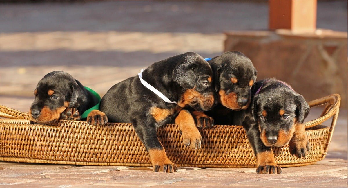 What You Should Know Before Purchasing Doberman Puppies in Virginia