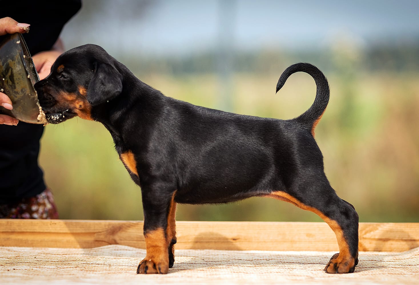 Adopting The Cutest Doberman Puppies for Sale in Western Tennessee